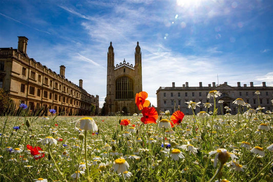 Kings College, The Back's summer meadow view
