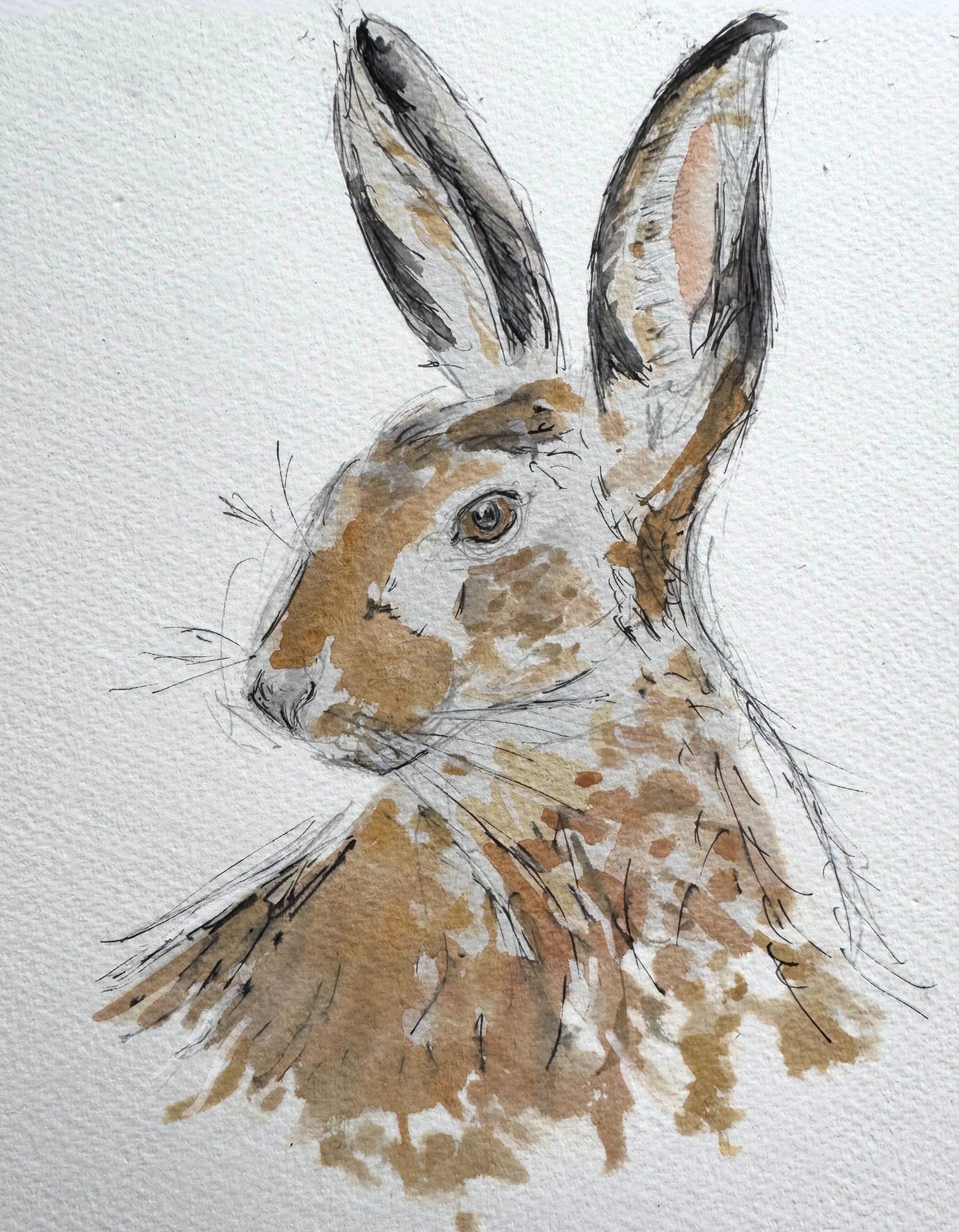 Hare - black tipped ear