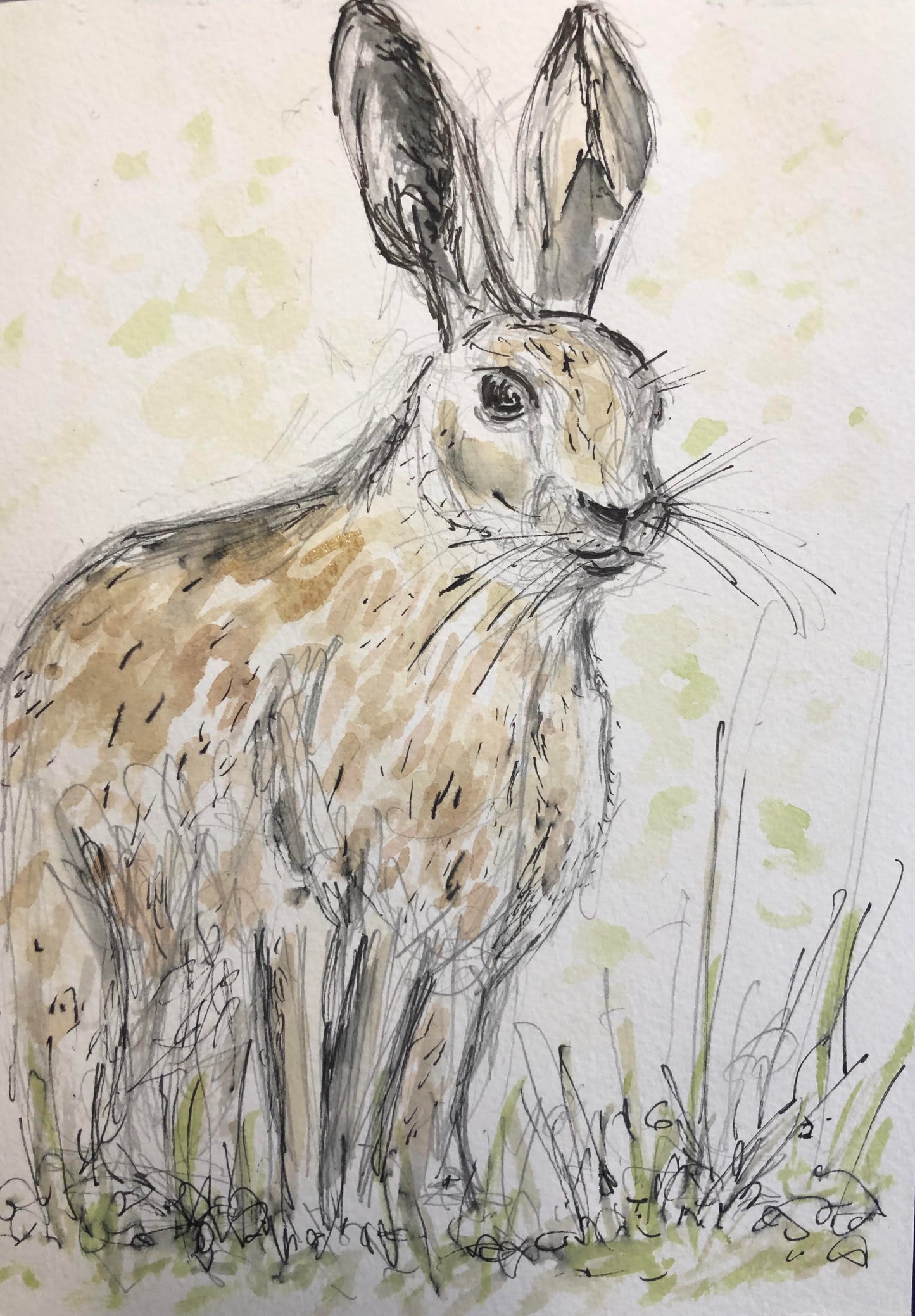 Long Eared Hare in the Wild - Pocket of Art Watercolour